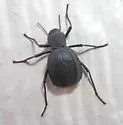Philolithus densicollis - photo 3