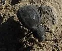 Philolithus densicollis - photo 4