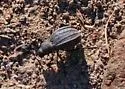 Philolithus densicollis - photo 5
