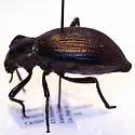 Philolithus elatus