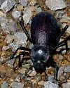 Philolithus elatus - photo 2