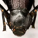 Philolithus elatus - photo 3