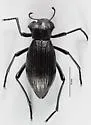 Philolithus elatus - photo 4