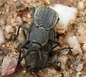 Philolithus morbillosus