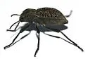 Philolithus morbillosus - photo 3