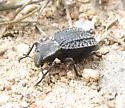 Philolithus morbillosus - photo 4