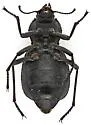 Philolithus morbillosus - photo 5
