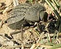 Philolithus sordidus - photo 2