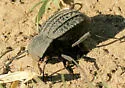 Philolithus sordidus - photo 3