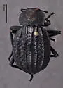 Philolithus sordidus - photo 4
