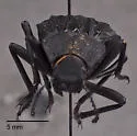 Philolithus sordidus - photo 5