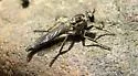 Philonicus fuscatus - Philonicus fuscatus