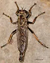 Philonicus fuscatus - photo 2