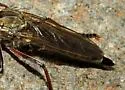 Philonicus plebeius - photo 2