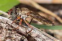 Philonicus plebeius - photo 4