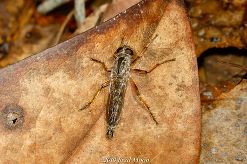 Philonicus rufipennis