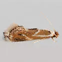 Philonome clemensella - Hodges#0462 - Philonome clemensella