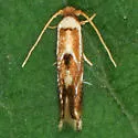 Philonome clemensella - Hodges#0462 - photo 2