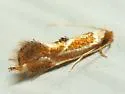 Philonome clemensella - Hodges#0462 - photo 4