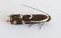 Philonome nigrescens - Hodges#0462.2