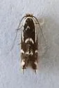 Philonome nigrescens - Hodges#0462.2 - photo 2