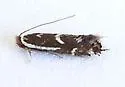 Philonome nigrescens - Hodges#0462.2 - photo 3