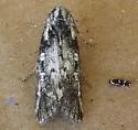 Philonome nigrescens - Hodges#0462.2 - photo 4