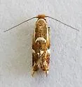 Philonome wielgusi - Hodges#0462.1 - photo 3