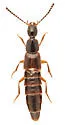 Philonthus aequalis