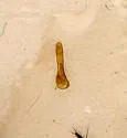 Philonthus aequalis - photo 2