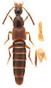Philonthus aequalis - photo 3
