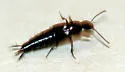 Philonthus asper
