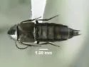Philonthus asper - photo 2