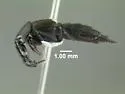 Philonthus asper - photo 3