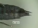 Philonthus asper - photo 4