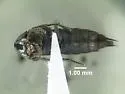 Philonthus asper - photo 5