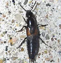 Philonthus aurulentus