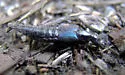 Philonthus caeruleipennis