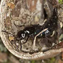 Philonthus caeruleipennis - photo 3