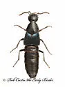Philonthus caeruleipennis - photo 4