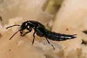 Philonthus caeruleipennis - photo 5