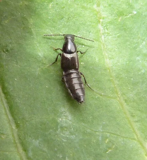 Philonthus carbonarius