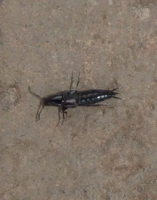 Philonthus carbonarius - photo 2
