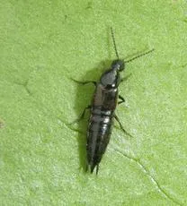 Philonthus carbonarius - photo 3