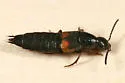 Philonthus caucasicus