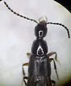 Philonthus caurinus - photo 2