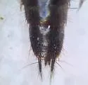 Philonthus caurinus - photo 3