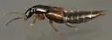 Philonthus cautus - photo 2