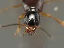 Philonthus cautus - photo 3