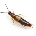 Philonthus cautus - photo 4